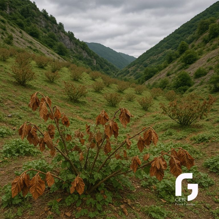 2025 İlkbahar Don Olayının Fındık Üretimine Etkisi ve Samsun Canik Gözlemlerimiz